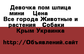 Девочка пом шпица мини  › Цена ­ 30 000 - Все города Животные и растения » Собаки   . Крым,Украинка